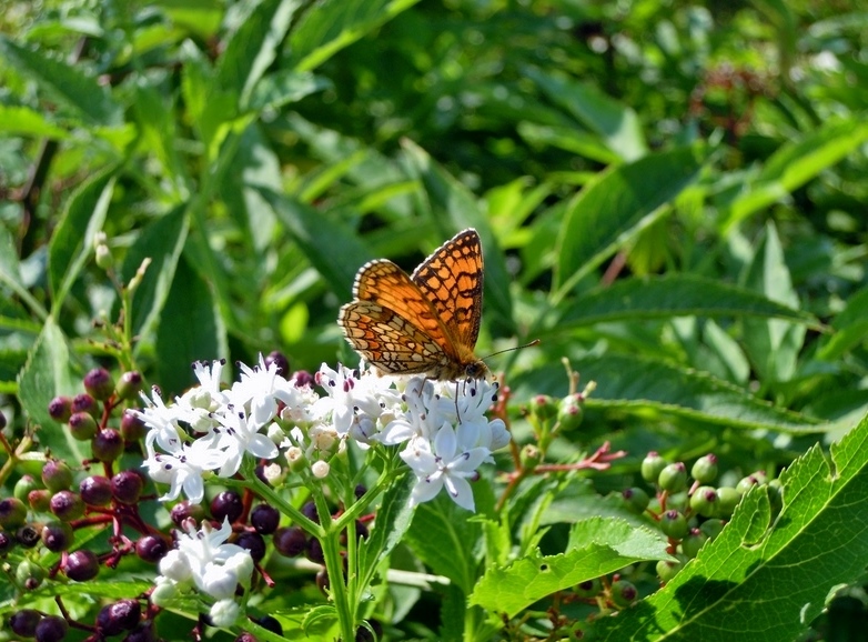 Melitaea nevadensis, Nymphalidae